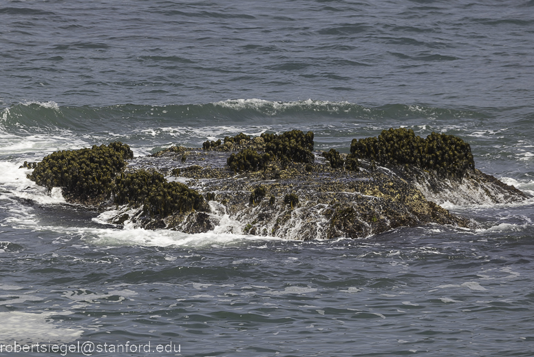 pigeon point